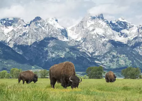 Three Bisons grazing on the plains at Grand Teton National Park with mountains behind, Wyoming.